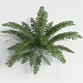 Lush Green Fern Shrub Featuring Feathery Fronds and Rounded Foliage Shape