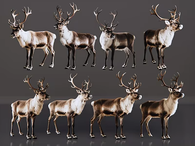 High Quality Reindeer Images Featuring Eight Different Poses And Stances Collection 3d model
