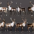 High Quality Reindeer Images Featuring Eight Different Poses And Stances Collection 3d model