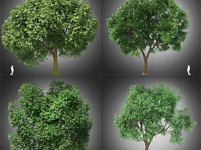 Various Arbor Tree Varieties Featuring Lush Green Foliage And Diverse Canopy Shapes 3d model