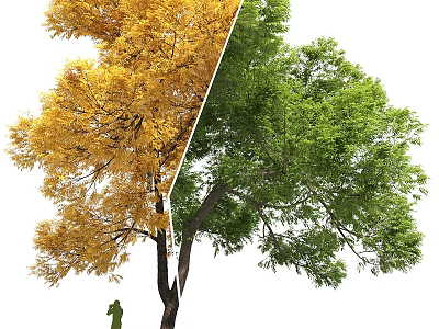 Tree With Golden Yellow And Green Leaves On Two Sides And Person Standing Beside 3d model