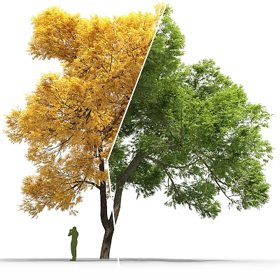 Tree With Golden Yellow And Green Leaves On Two Sides And Person Standing Beside 3d model