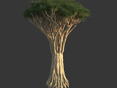 Distinctive Tall Arbor with Thick Intertwined Trunks and Lush Green Foliage 3d model