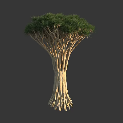 Distinctive Tall Arbor with Thick Intertwined Trunks and Lush Green Foliage 3d model