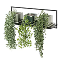 Stylish Hanging Basket Plants With Lush Trailing Foliage On Indoor Decorative Shelf