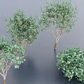 Green Leafy Bushes In Various Shapes With Natural Branch Details