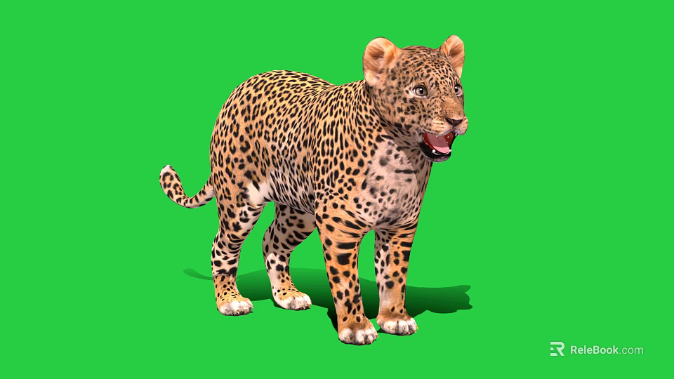 Standing Leopard With Open Mouth And Spotted Fur On Green Background 3d model 