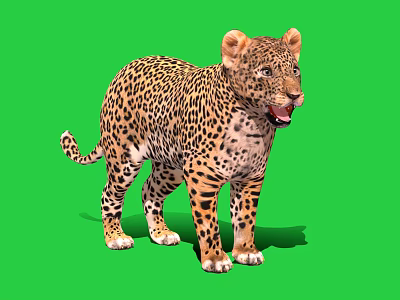 Standing Leopard With Open Mouth And Spotted Fur On Green Background 3d model