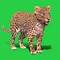 Standing Leopard With Open Mouth And Spotted Fur On Green Background