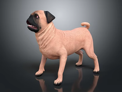 Light Brown Pug Standing with Wrinkled Skin and Black Ears on Grey Background Reflective Floor 3d model