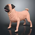 Light Brown Pug Standing with Wrinkled Skin and Black Ears on Grey Background Reflective Floor