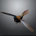 Colorful Pheasant With Spread Wings Red Head Blue Wings Vibrant Feathers On Dark Background