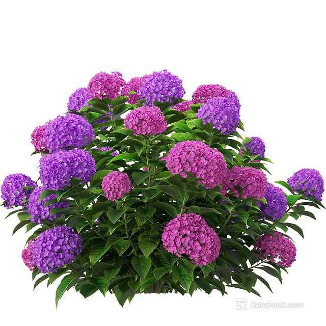 Lush Purple and Pink Hydrangea Flowers with Green Leaves in Bloom 3d model 