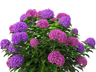 Lush Purple and Pink Hydrangea Flowers with Green Leaves in Bloom 3d model