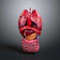 Human Internal Organs 3D Model Showing Detailed Anatomy Structure And Layout 3d model