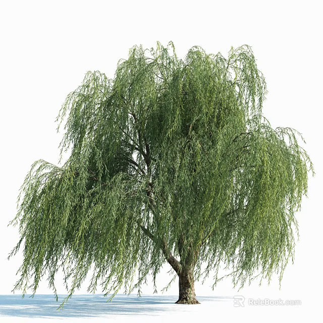 Weeping Willow Tree With Drooping Branches And Lush Green Foliage In Garden 3d model
