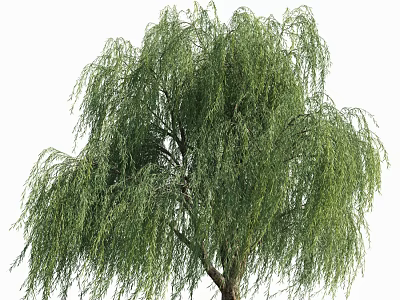 Weeping Willow Tree With Drooping Branches And Lush Green Foliage In Garden 3d model