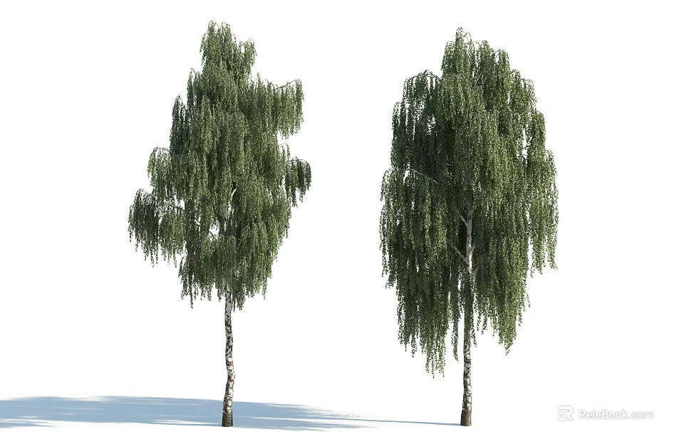 Tall Weeping Willow Trees With White Trunks And Drooping Green Leaves 3d model 