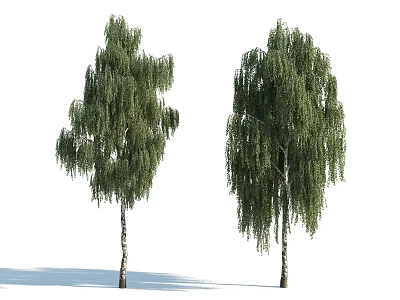 Tall Weeping Willow Trees With White Trunks And Drooping Green Leaves 3d model