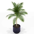 Potted Palm Plant with Lush Green Fronds in Black Square Planter