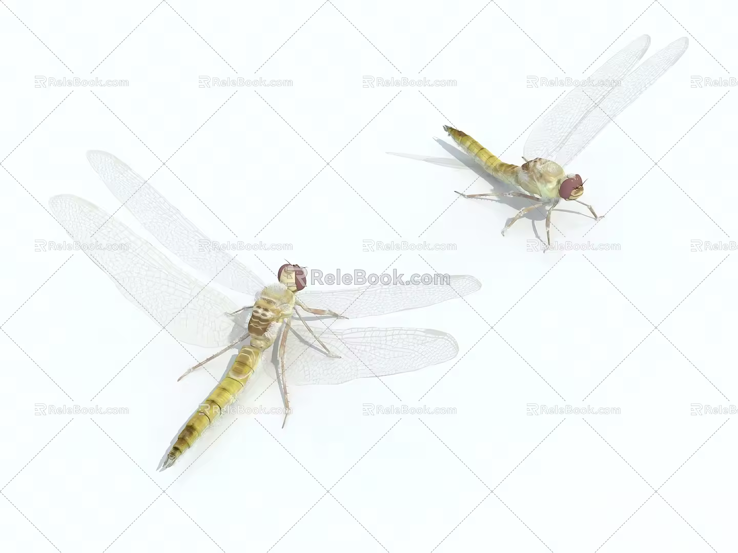 insect dragonfly 3d model