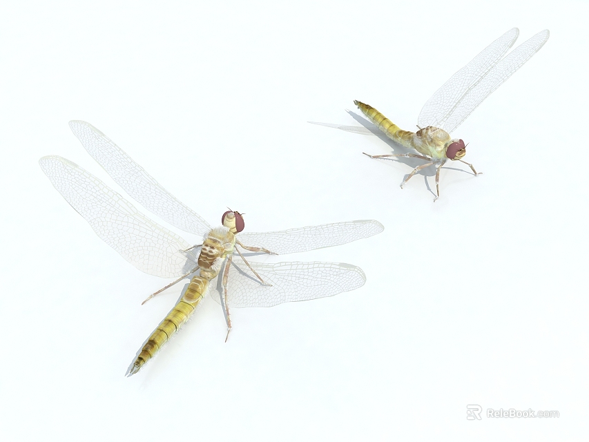 Two Yellow Reptile Lizards With Transparent Wings On White Background 3d model 