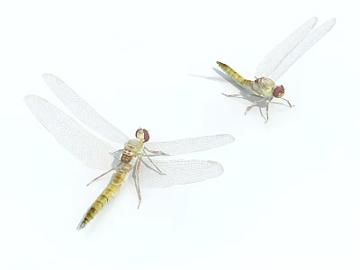 Two Yellow Reptile Lizards With Transparent Wings On White Background 3d model