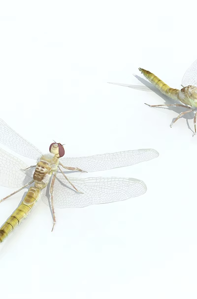 Two Yellow Reptile Lizards With Transparent Wings On White Background 3d model