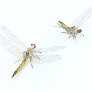 insect dragonfly 3d model