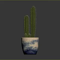 Tall Columnar Cactus Plant in Blue and White Decorative Pot on Gray Background