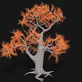 Ornamental Shrub With Orange Leaves Grayish White Trunk And Exposed Roots On Black Background