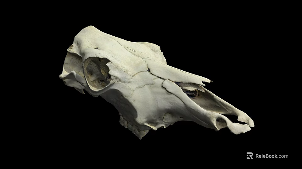 White Animal Skull With Detailed Skeletal Structure On Black Background 3d model 