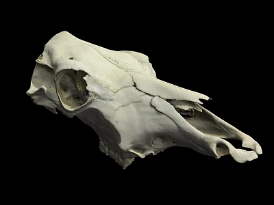 White Animal Skull With Detailed Skeletal Structure On Black Background 3d model