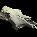 White Animal Skull With Detailed Skeletal Structure On Black Background