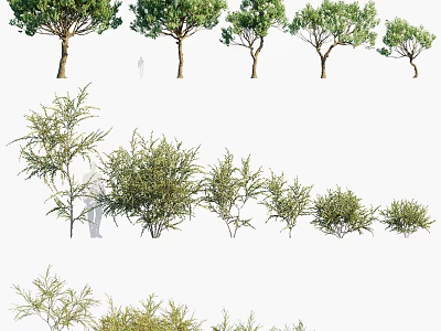 Diverse Arbor Varieties In Garden Design With Various Sizes And Lush Green Foliage 3d model