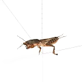 Brown Mole Cricket Insect With Detailed Legs Antennae On Black Background