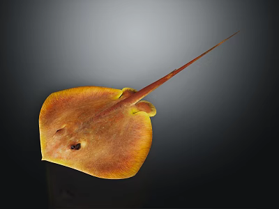 Orange Yellow Stingray With Flat Body And Long Tail On Dark Background 3d model