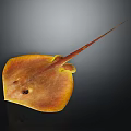 Orange Yellow Stingray With Flat Body And Long Tail On Dark Background