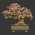 Bonsai Plant With Pink Flowers In Brown Square Pot And Golden Pebbles Against Dark Background