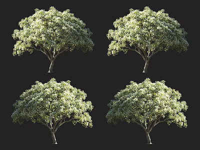 Four Arbor Trees With Lush Green Foliage And Full Canopy For Landscaping 3d model