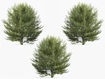 Three Green Arbor Trees With Lush Foliage In Natural Outdoor Scene 3d model