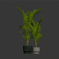 Green potted plants in green and white pots.