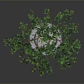 Potted Tree with Green Leaves Orange Fruits and Brown Trunk in Circular Pot White Pebbles