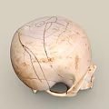 Human Skull Anatomical Structure With Detailed Bone Features And Texture
