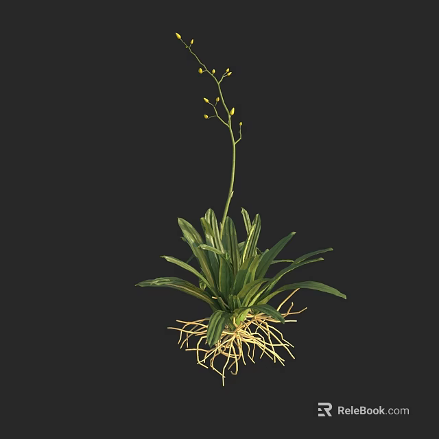 Green Plant with Long Leaves Exposed Roots and Small Yellow Flowers on Stem 3d model 