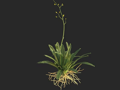 Green Plant with Long Leaves Exposed Roots and Small Yellow Flowers on Stem 3d model