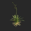 Green Plant with Long Leaves Exposed Roots and Small Yellow Flowers on Stem