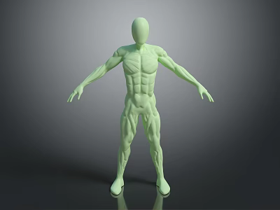 Green Human Limbs Model With Detailed Muscle Structure In Extended Pose 3d model