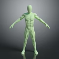 Green Human Limbs Model With Detailed Muscle Structure In Extended Pose 3d model