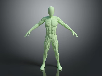 Green Human Limbs Model With Detailed Muscle Structure In Extended Pose 3d model